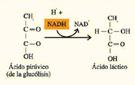 Imagen de fórmula de ácido láctico